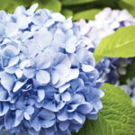 康悅翎(語騫) — 聲音促進開花